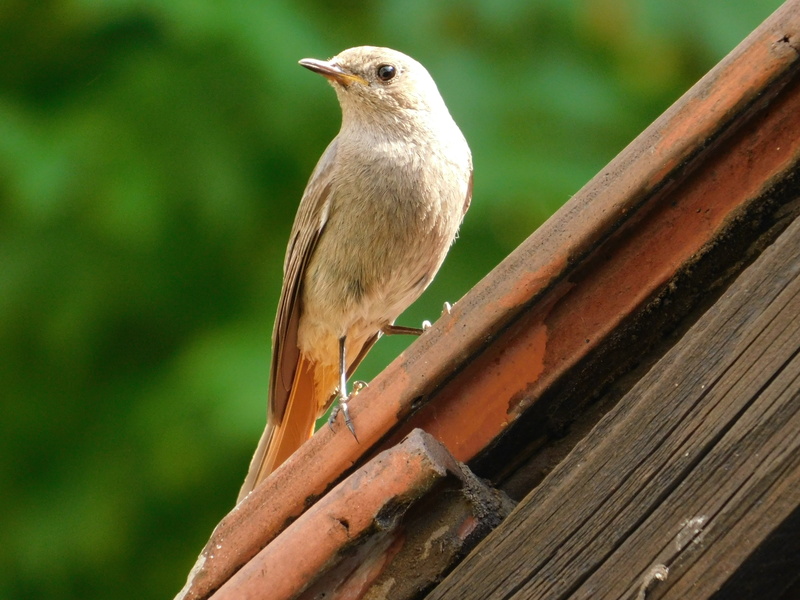 focus on foreground, vertebrate, bird, robin, animal themes, 4K, animal, outdoors, no people, looking away, female, tree, day, wood - material, perching