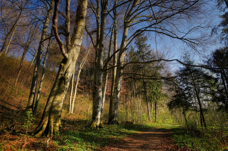 tree trunk, trunk, outdoors, trail, no people, beauty in nature, tree, live, bark, woodland, environment, tranquility, light, plant, landscape, grow, sky