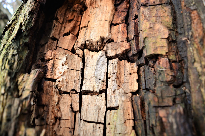 wood, pattern, tree trunk, backgrounds, outdoors, full frame, cracked, tree, plant, texture, forest, log, woods, trunk, trees, textured, plant bark, selective focus
