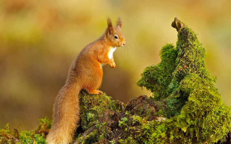 squirrel, 2K, nature, animals