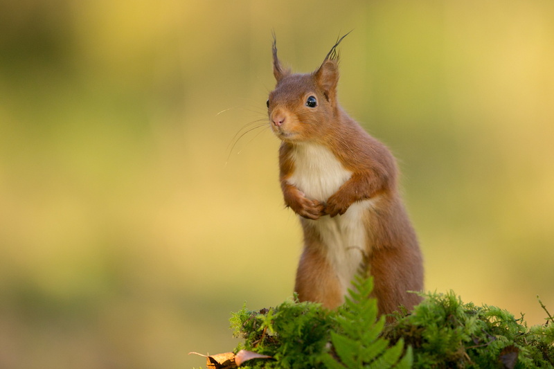 nature, 4K, squirrel, animals
