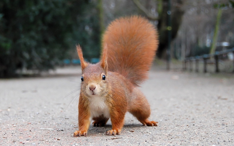 1080P, animals, squirrel, nature
