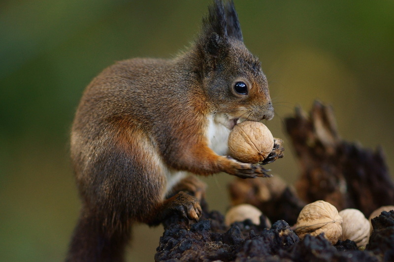 nuts, brown, eating, one animal, animal wildlife, black, outdoors, close-up, vertebrate, short, nut, tree, nature, nut - food, animals in the wild, mammal