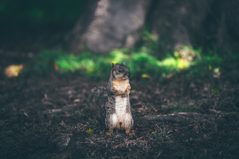 8K, animals, squirrel, nature