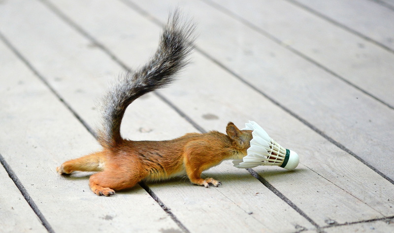 squirrel, animals, nature, 2K