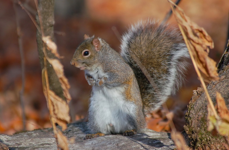 mammal, day, animal themes, nature, focus on foreground, animal, food, tree, eating, close-up, vertebrate, no people, one animal, rock - object, 1080P