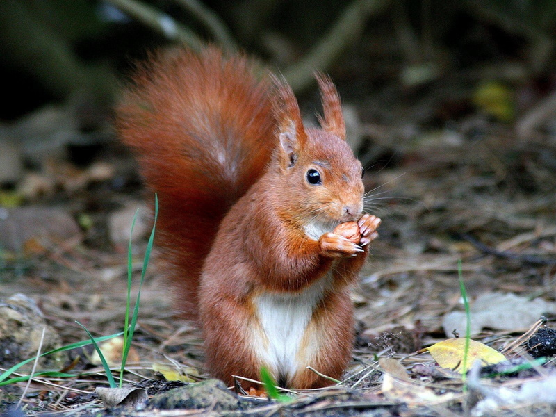 animal themes, animal, eating, animals in the wild, animals, field, outdoors, rodent, mammal, close-up, nut, squirrel, land, brown, vertebrate, 720P, one animal