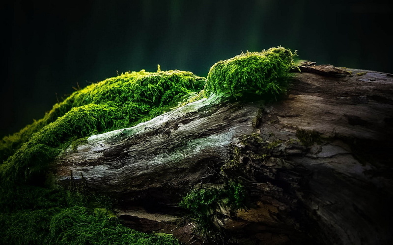 wood - material, land, plants, wood, nature, growth, fern, moss, bark, forest, beauty in nature, close-up, tree, outdoors, tree trunk, textured, green color