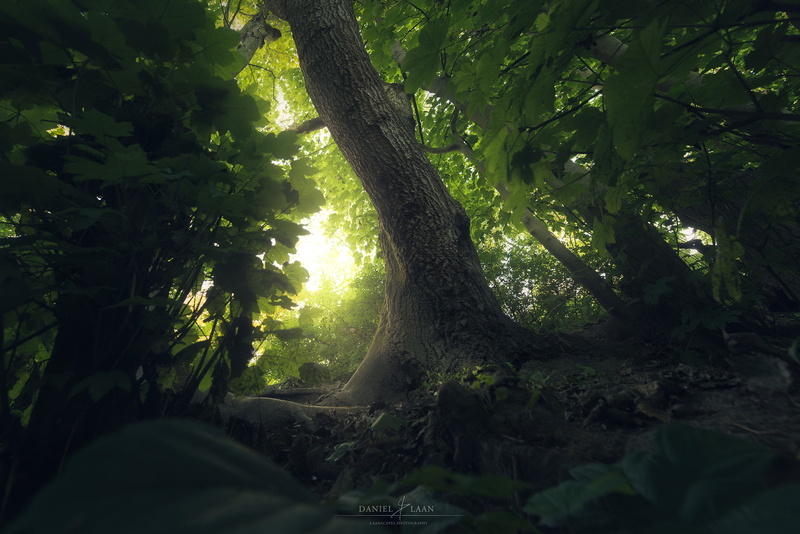 dark, leaf, tree, tree trunk, green color, plant part, floral, scenics - nature, land, no people, tranquil scene, tranquility, nature, trees, sunlight