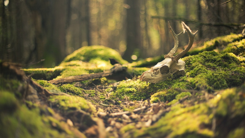 brown, green Color, animal, tranquility, outdoors, moss, 1080P, selective focus, tree trunk, nature, woodland, close-up, plant, bokeh, trunk, non-urban scene