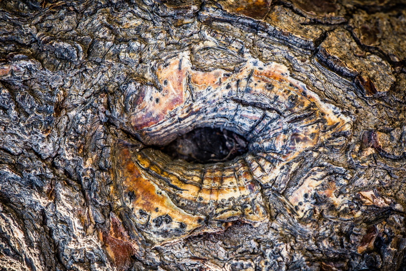 day, 2K, tree trunk, no people, natural pattern, wood - material, pattern, textured, backgrounds, close-up, eyes, full frame, structure, plant bark, growth