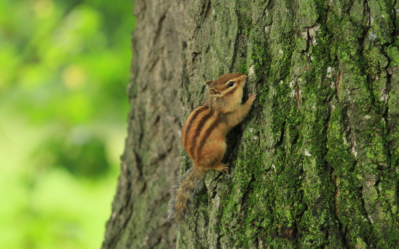 nature, mammal, vertebrate, textured, animal, focus on foreground, plant bark, one animal, animal themes, squirrel, day, plant, no people, tree trunk, 1080P