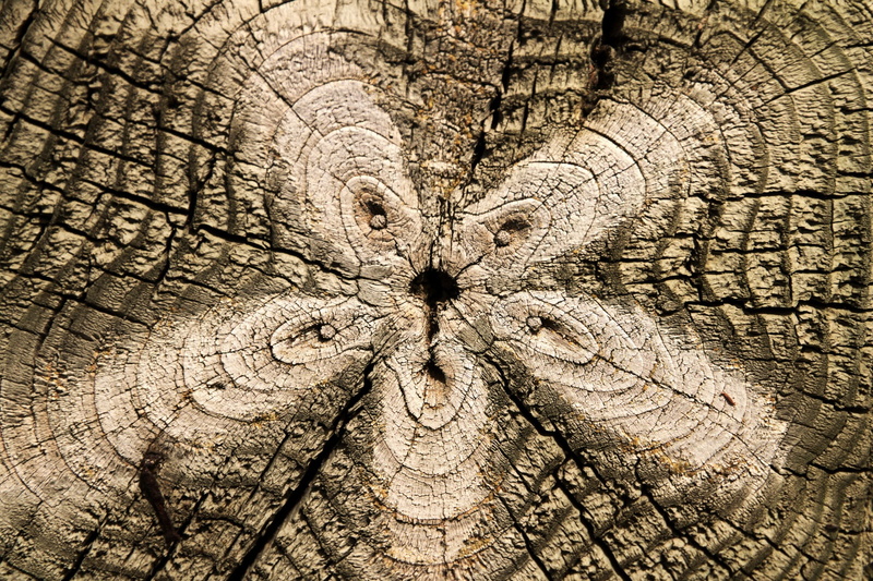 pattern, day, macro, tree trunk, wood, close-up, no people, trunk, outdoors, tree, 1080P, concentric, rough, bark, brown, full frame, texture, wood - material