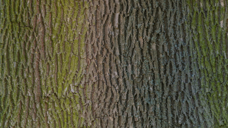 rough, basecolor, green, bark, textured, pattern, wood - material, scan, photo, plant, day, growth, moss, weathered, trunk, plank, timber, close, wood grain