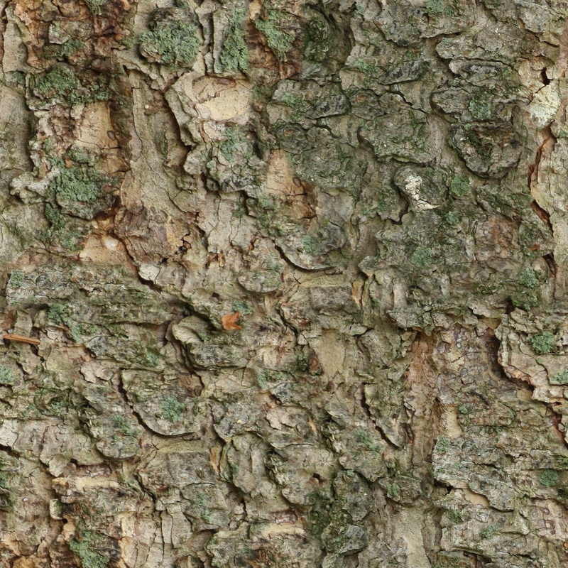 seamless, close-up, plant bark, brown, forest, wood - Material, nature, rough, day, tileable, textured, backgrounds, outdoors, natural pattern, textured effect