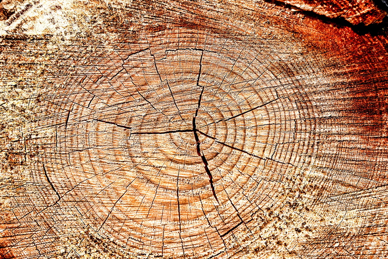 4K, outdoors, brown, texture, textured, nature, natural pattern, concentric, background, plant, bark, backgrounds, log, day, wood - material, tree trunk