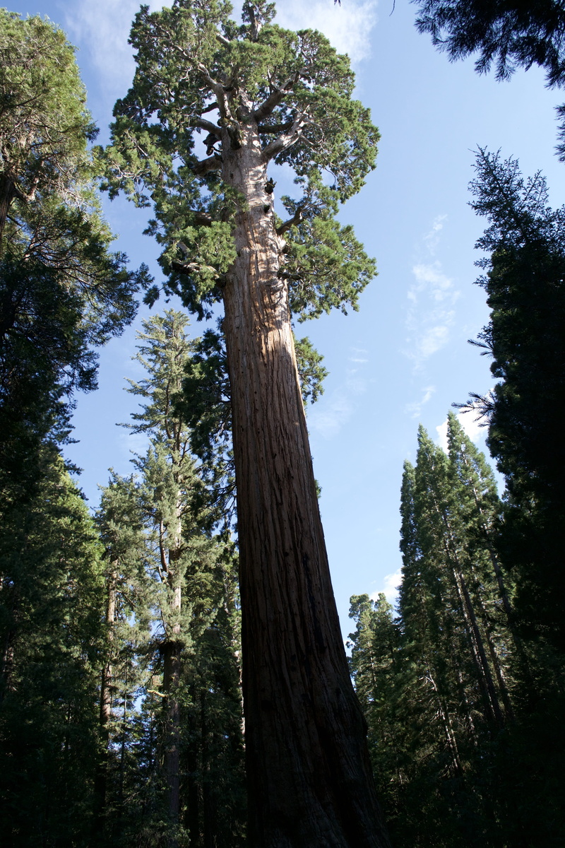 land, forest, tranquil scene, bark, beauty in nature, tranquility, low angle view, outdoors, environment, tall - high, sequoia, woods, scenics - nature