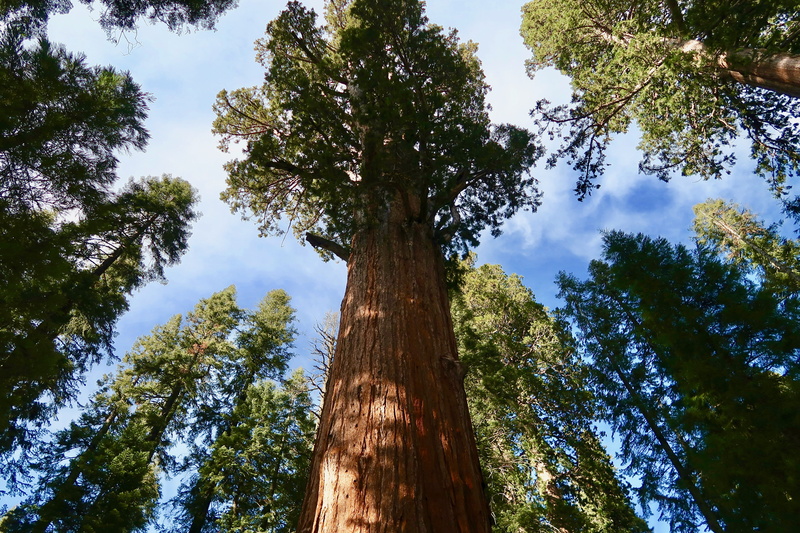 5K, tree canopy, woodland, forest, tree, redwood, tall - high, beauty in nature, directly below, land, california, Giant Sequoia, green color, pine tree