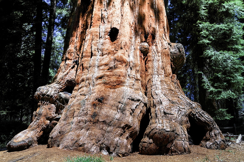 california, non-urban scene, land, tree, nature, sequioa national park, sequioa tree, tranquil scene, plant, daytime, no people, forest, brown, usa, rough