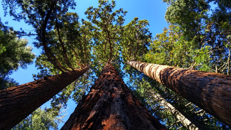 tree trunk, looking up at trees, giant trees, low angle view, day, diminishing perspective, tall trees, 4K, growth, tranquil scene, sky, tree, outdoors