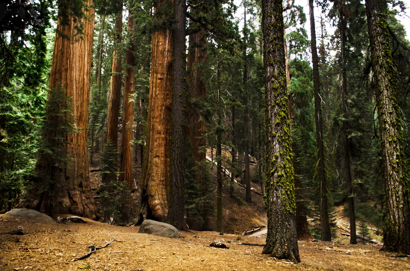 plant, tree trunk, landscape, idyllic, growth, green color, sequoia, tree, trunk, nature, woodland, scenics - nature, national park, hiking, forest, non-urban scene