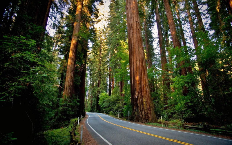 tranquility, land, nature, tree, forest, woodland, direction, beauty in nature, tree trunk, growth, road marking, dividing line, plant, sign, no people
