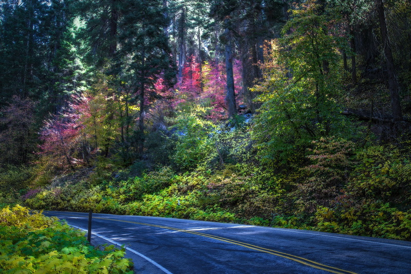 2K, sequoia, trees, national, parks, nature, usa, park, roads