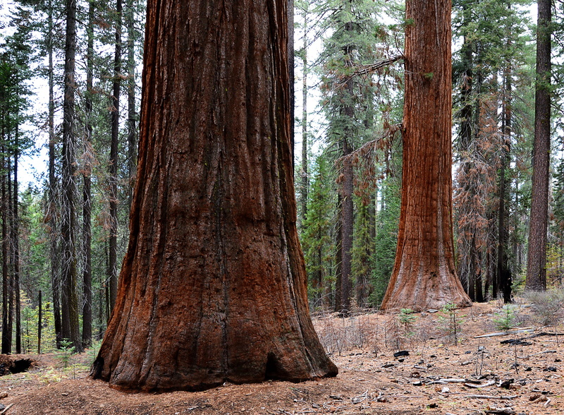 forest, no people, growth, Usa, Trees, remote, places of interest, Yosemite Park, environment, trunk, scenics - nature, land, plant part, tree, outdoors
