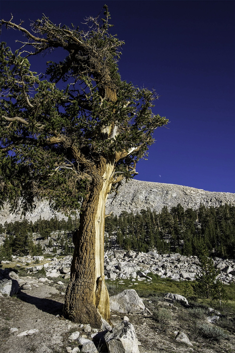 Sequoia National Park, tree, cold temperature, field, California, scenics - nature, photo, bark, United States, 4K, scenics, public domain, nature, park