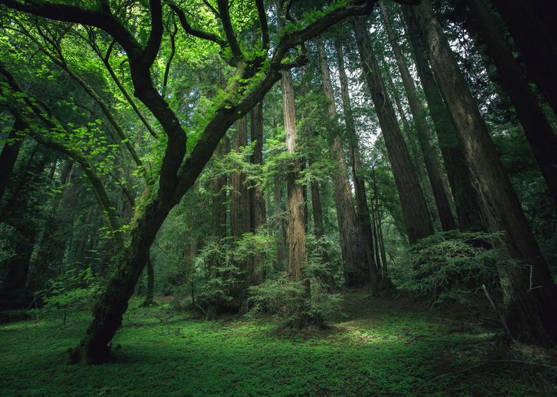 dark, magic, scenics - nature, footpath, light - Natural Phenomenon, 1080P, nature, woodland, bush, landscape, fantasy, morning, green Color, summer, mystery