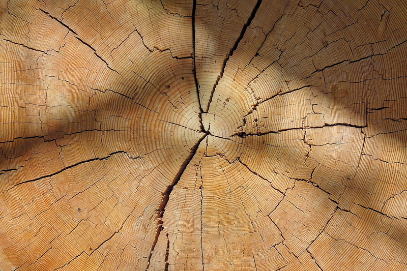 wood, day, tree trunk, bark, grain, tree, 2K, backgrounds, abstract, cross section, wood grain, wood - material, close-up, structure, nature, tree stump