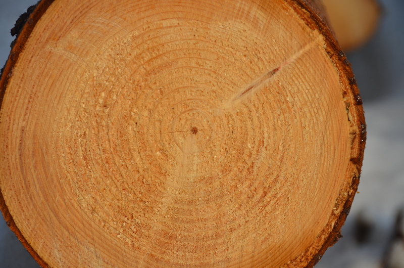 tree trunk, 4K, cross section, textured, day, brown, wood - material, wood grain, wood, close-up, tree, shape, no people, directly above, focus on foreground