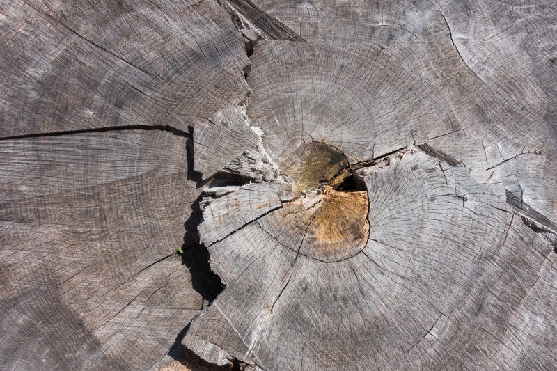 concentric, brown, natural pattern, sawed off, nature, tree, log, old, day, background, ash, 5K, rough, outdoors, pattern, grain, plank, close-up, fund