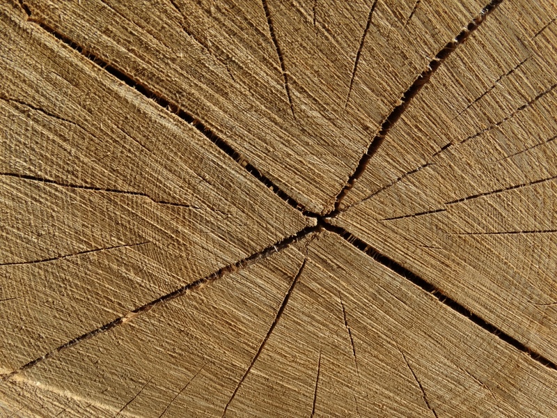 forest, cracked, annual rings, structure, nature, wood grain, wood - material, no people, day, brown, close-up, bark, textured, plant, backgrounds, natural pattern