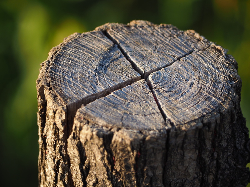 plant, like, grain, tree stump, wood - material, no people, nature, sawed off, wooden disc, close-up, tribe, selective focus, log, outdoors, tree, annual rings