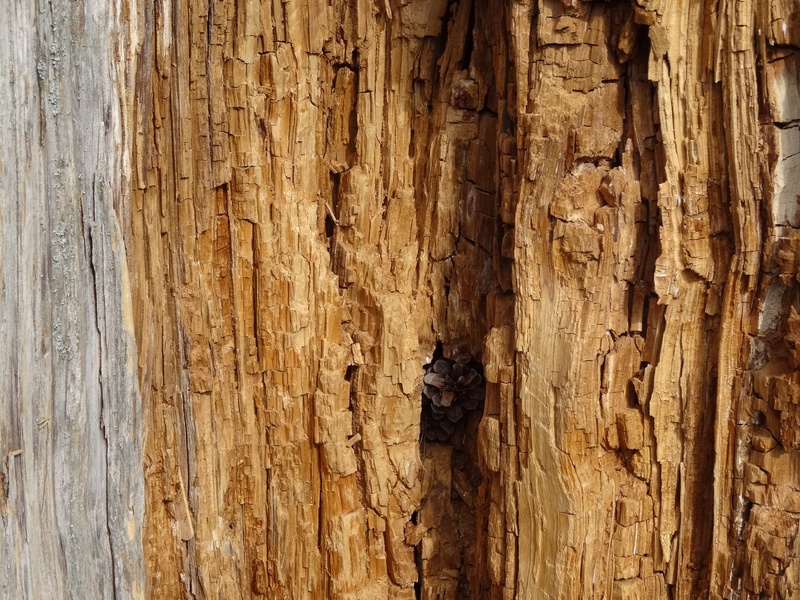 no people, detail, timber, tree, full frame, inner, tree trunk, trunk, material, wood grain, textured, pattern, brown, backgrounds, 2K, day, log, wood