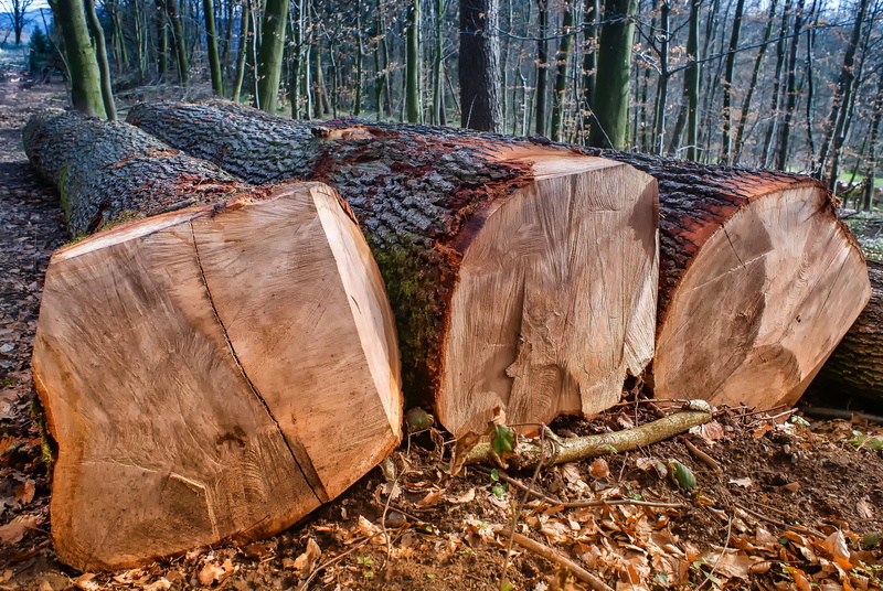 trunk, log, no people, wood - material, bark, environmental issues, firewood, annual rings, nature, outdoors, booking master, timber, tree trunk, stack
