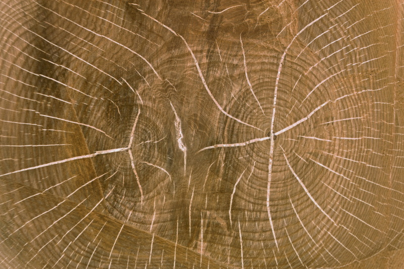 grain, no people, 5K, circle, wooden board, wood, background, wood board, pattern, board, structure, annual rings, tree, table top, full frame, oak, fragility