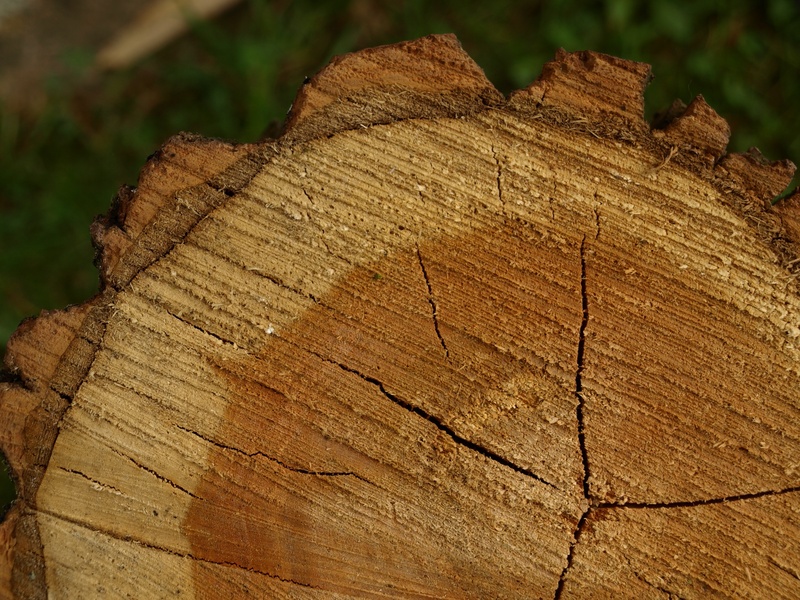 deforestation, focus on foreground, annual rings, nature, 2K, firewood, log, wood - material, pattern, timber, tree bark, tree stumps, wood, tree ring