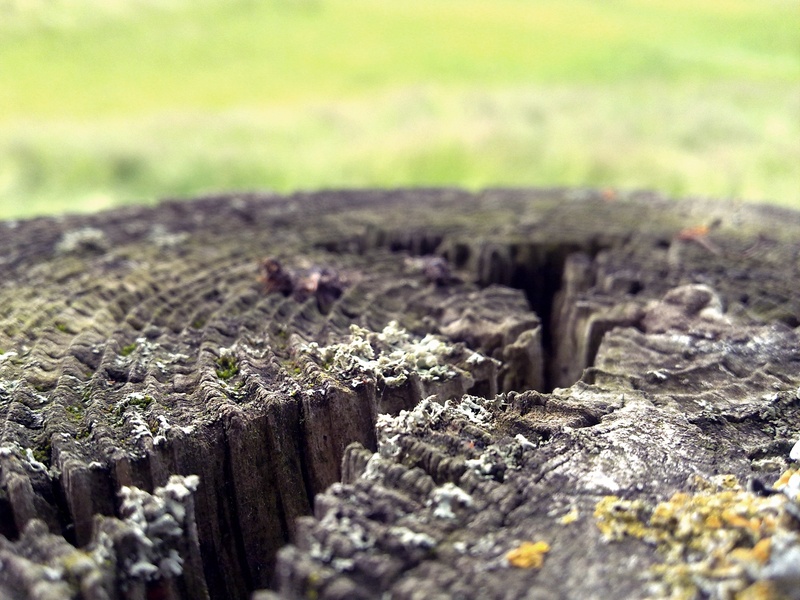 tree grates, annual rings, day, textured, tree bark, selective focus, environment, growth, woods, green color, tranquility, close, log, plant, field, rustic