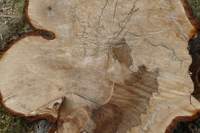 plant, brown, rough, full frame, 5K, textured, tribe, tree ring, bark, outdoors, wood - material, day, tree stump, wood, log, tree trunk, no people, tree