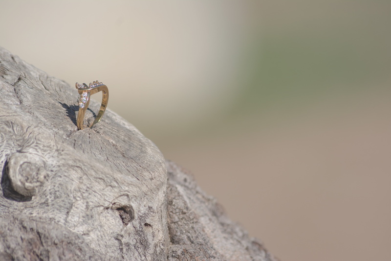 outdoors, animals in the wild, brown, full length, white, structure, slice, circle, ring, cut, forest, life, log, vertebrate, surface, invertebrate, plant