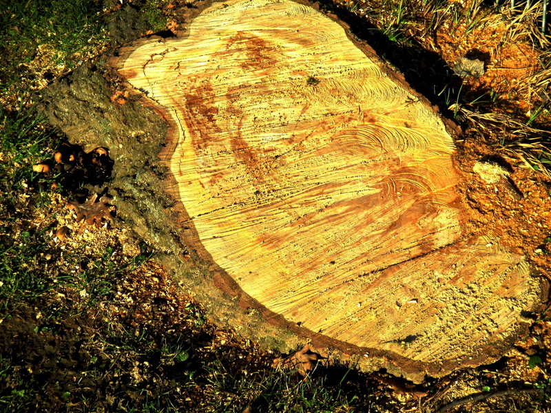 high angle view, bark, timber, wood - material, close-up, tree trunk, land, tree ring, 4K, no people, annual rings, sawdust, day, wood, tree stump, nature