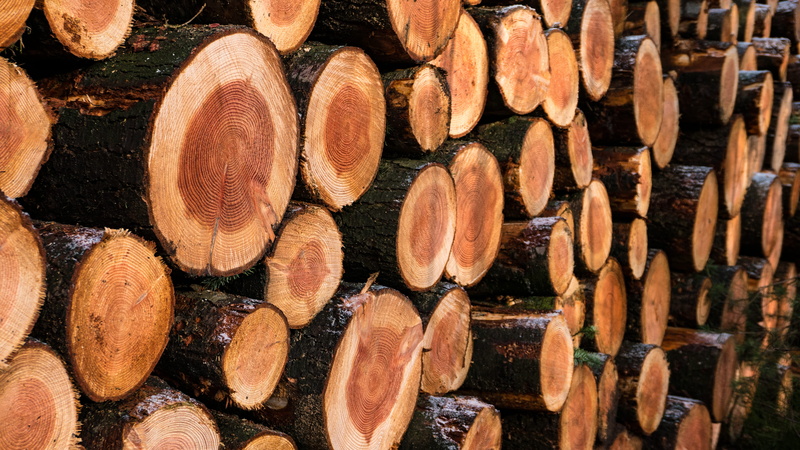 wood work, trees, firewood, outdoors, wood - material, abundance, full frame, environmental issues, large group of objects, netherlands, rings, arrangement