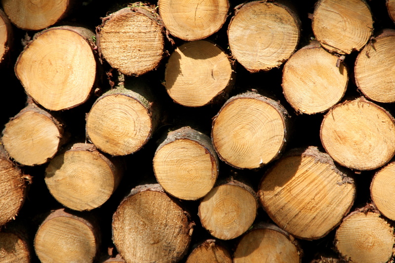 tree, backgrounds, cross section, heap, abundance, wood - material, log, 5K, no people, tribe, environmental issues, wood grain, firewood, brown, stack