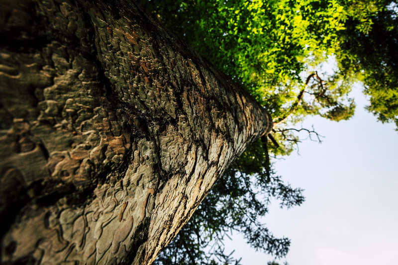 structure, pattern, tranquility, bark, wood - material, growth, close-up, log, weathered baum, rough, 5K, beauty in nature, wood, outdoors, nature, annual rings