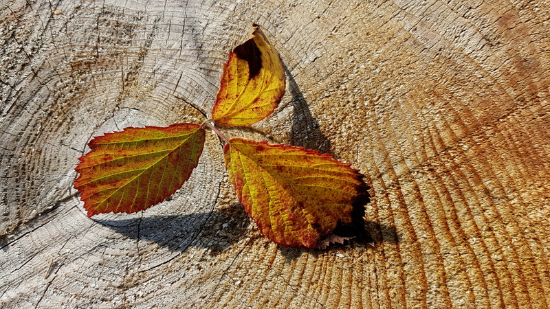 fall color, plant part, herbstimpression, wood, day, fall leaves, sunny, sunlight, golden, autumn decoration, decoration, leaf, outdoors, leaf vein, beauty in nature