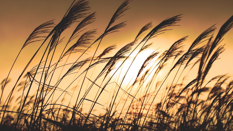 canon  30D, flora, yellow  sky, sunset, gloomy, nature, lonesome, outdoor, dusk, orange, art, macro, sunlight, golden, dark  day, harmony, 2K, leisure