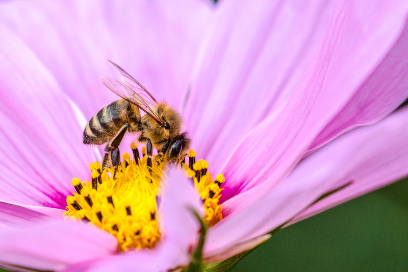 closeup, petal, Dreams, Beauty, brown, USM, yellow, plant, Nature, daytime, beautiful, canon, black, Summer, 6L, Macro, honeybee, pollination, flower, 4K
