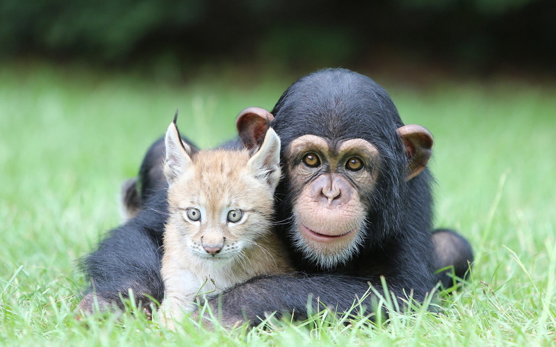 nature, animal wildlife, group of animals, plant, relaxation, pets, young animal, vertebrate, grass, 720P, no people, monkey, two animals, black, land
